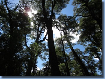 Big trees on a horseback trail ride in NP Huequehue, Chile